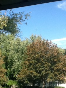 Fall Scene